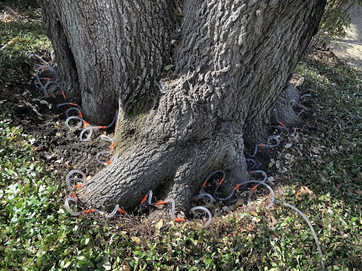 Detailed Tree Cabling and Bracing job site in Pine Valley